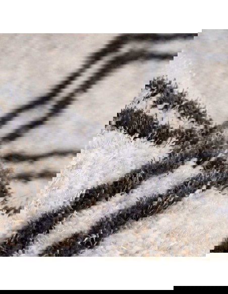 tappeto Pisa 125 avorio