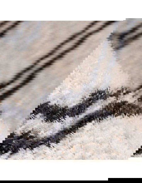 tappeto Pisa 225 avorio