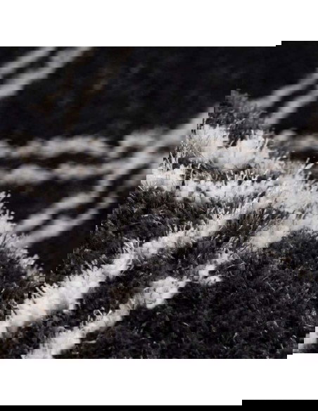 tappeto Pisa 325 antracite