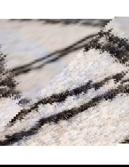 tappeto Pisa 325 avorio