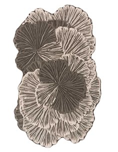 tappeto moderno GAN Botanica Grey Big visto dall'alto  - novità 2025 |TAPPETI.it