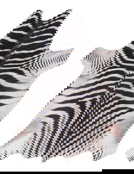 Toledo 192 Black-White Zebra Rug – Bold Modern Carpet