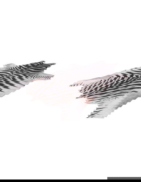 Toledo 192 Black-White Zebra Rug – Bold Modern Carpet