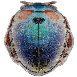 tappeto moderno SITAP SCARABEO SETA