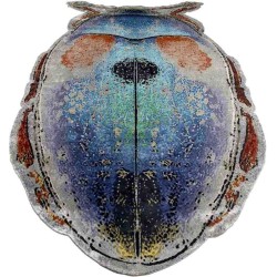 Tappeto Sitap Scarabeo